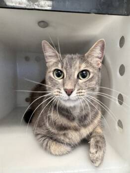 Rescue Domestic Short Hair Cats for Adoption in Houston, Texas - Fuzzy | PetCurious