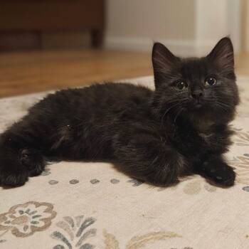Onyx -  Domestic Medium Hair Cat for Adoption in Charlottesville, Virginia - Onyx | PetCurious