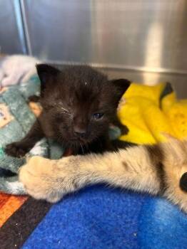 Toothless -  Domestic Short Hair Cat for Adoption in Minot, North Dakota - Toothless | PetCurious