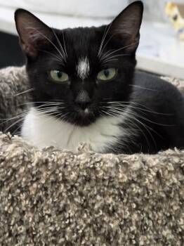 Rescue Domestic Short Hair Cats for Adoption in Lewis Center, Ohio - Jewel | PetCurious