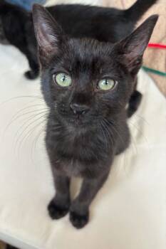 Tokyo -  Domestic Short Hair Cat for Adoption in Tucson, Arizona - Tokyo | PetCurious
