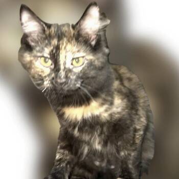Doodle -  Domestic Long Hair Cat for Adoption in Monroe, Michigan - Doodle | PetCurious