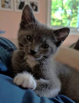 Twinkletoes -  Domestic Short Hair Cat for Adoption in Quakertown, Pennsylvania - Twinkletoes | PetCurious