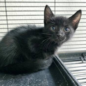 Justin -  Domestic Short Hair Cat for Adoption in Mount Carmel, Illinois - Justin | PetCurious