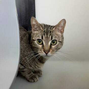 Sub -  Domestic Short Hair Cat for Adoption in State College, Pennsylvania - Sub | PetCurious