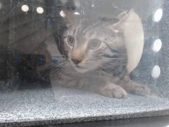 Domestic Short Hair Cats Available for Adoption - TOMMY | PetCurious