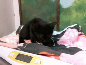 A2098255 -  Domestic Short Hair Cat for Adoption in Houston, Texas - A2098255 | PetCurious