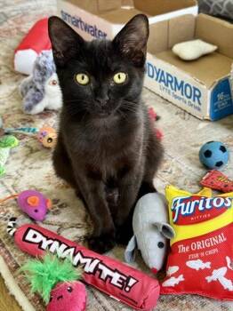 SUPERGIRL -  Domestic Short Hair Cat for Adoption in Dedham, Massachusetts - SUPERGIRL | PetCurious