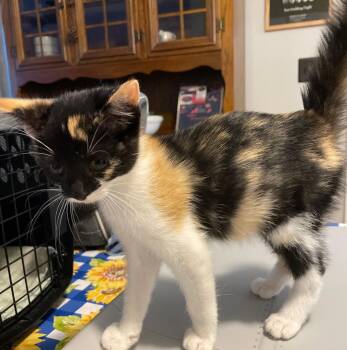 Ari -  Domestic Short Hair and Calico Cat for Adoption in Island Lake, Illinois - Ari | PetCurious