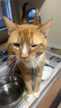 Hampshire -  Domestic Short Hair Cat for Adoption in Chamblee, Georgia - Hampshire | PetCurious