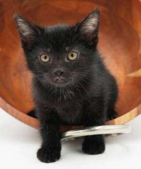Lucy Kate is a LOVE LOVE LOVE - gorgeous licorice cutie -  Bombay Cat for Adoption in Bedford Hills, New York - Lucy Kate Is A LOVE LOVE LOVE - Gorgeous Licorice Cutie | PetCurious
