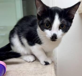 Molly -  Domestic Short Hair Cat for Adoption in Pocatello, Idaho - Molly | PetCurious