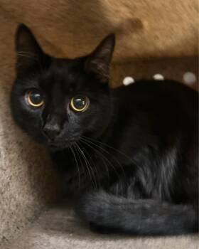 Rescue Domestic Short Hair Cats for Adoption in Hagerstown, Maryland - ROCKO | PetCurious