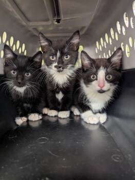 Domestic Short Hair Cats Available for Adoption in Johnson City, Tennessee - Deja (tittle) | PetCurious