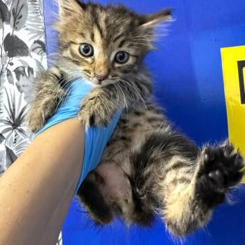 Domestic Medium Hair Cats Available for Adoption in Wahiawa, Hawaii - Katy | PetCurious
