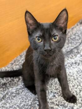 Malibu -  Domestic Short Hair Cat for Adoption in Tilton, Illinois - Malibu | PetCurious