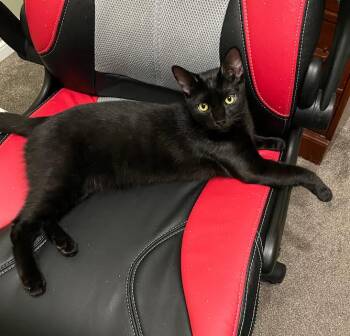 Moomba -  Domestic Short Hair Cat for Adoption in Burnaby, British Columbia - Moomba | PetCurious