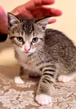 Domestic Short Hair Cats Available for Adoption in New York, New York - Ariel | PetCurious