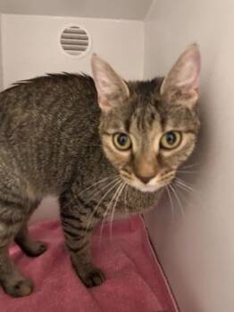 Frizzell -  Domestic Short Hair Cat for Adoption in Fairfax, Virginia - Frizzell | PetCurious