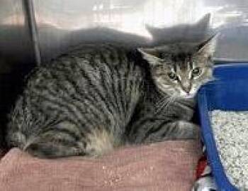 Nidalee (at Smitten Kitten) -  Domestic Short Hair Cat for Adoption in Fishers, Indiana - Nidalee (at Smitten Kitten) | PetCurious