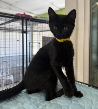 Chaco -  Domestic Short Hair Cat for Adoption in Lemoore, California - Chaco | PetCurious