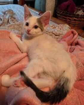 Levi Ann -  Domestic Short Hair Cat for Adoption in Greenwood, Indiana - Levi Ann | PetCurious