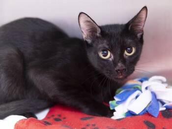 CLEMENTINE -  Domestic Short Hair Cat for Adoption in Phoenix, Arizona - CLEMENTINE | PetCurious