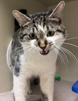 Rescue Domestic Short Hair Cats for Adoption in Winnipeg, Manitoba - Chris Crinkle | PetCurious