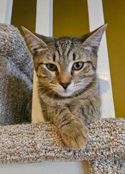 Kylan -  Domestic Short Hair Cat for Adoption in Elmwood Park, New Jersey - Kylan | PetCurious