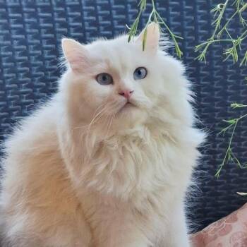 Rescue Turkish Angora Cats for Adoption in Brampton, Ontario - Jake J. | PetCurious