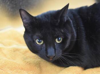 Bojangles -  Domestic Short Hair Cat for Adoption in Portland, Oregon - Bojangles | PetCurious