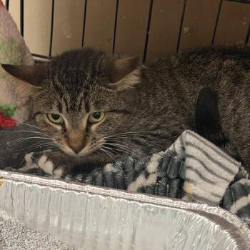 Katniss-Barn Cat -  Domestic Short Hair Cat for Adoption in Waterloo, Iowa - Katniss-Barn Cat | PetCurious