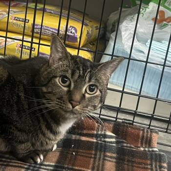 Rune -  Domestic Short Hair Cat for Adoption in Idaho Falls, Idaho - Rune | PetCurious