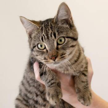 Asher -  Domestic Medium Hair Cat for Adoption in Buffalo, Minnesota - Asher | PetCurious