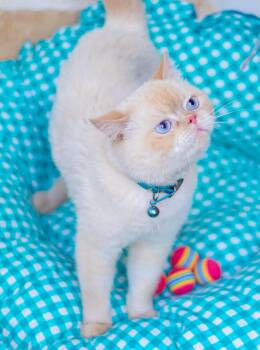 British Shorthair Cats Available for Adoption in Brampton, Ontario - Orbit (Carly) | PetCurious
