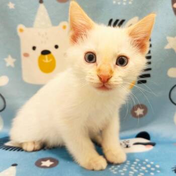Ian -  Domestic Short Hair Cat Available for Adoption in Mt. Juliet, Tennessee - Ian | PetCurious