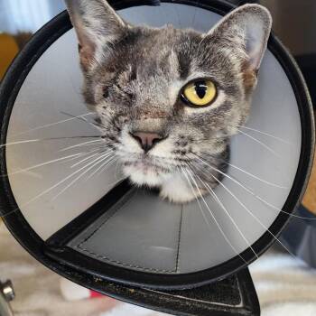 Butterbeans -  Domestic Short Hair Cat for Adoption in Manhattan, Kansas - Butterbeans | PetCurious