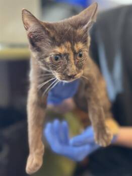 Domestic Short Hair Cats Available for Adoption in West Valley City, Utah - CHANEL | PetCurious