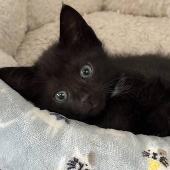 Domestic Short Hair Cats Available for Adoption in Mastic, New York - Janus | PetCurious