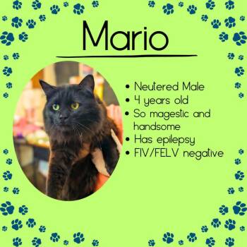 Mario -  Domestic Long Hair Cat Available for Adoption in Junction City, Kansas - Mario | PetCurious