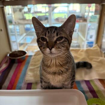 Peter -  Domestic Short Hair Cat for Adoption in Leander, Texas - Peter | PetCurious