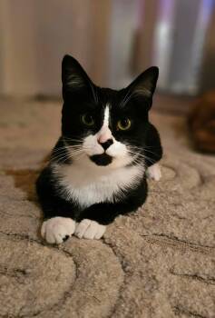 Pleakley -  Domestic Short Hair Cat for Adoption in Rossville, Georgia - Pleakley | PetCurious