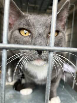 Domestic Medium Hair Cats Available for Adoption - GRISELDO | PetCurious