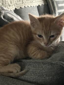 Rescue Domestic Short Hair Cats for Adoption in Little River, South Carolina - Rusty | PetCurious