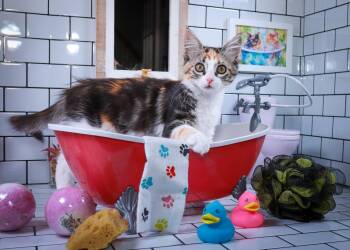 Harley -  Calico and Domestic Medium Hair Cat for Adoption in Lucas, Texas - Harley | PetCurious