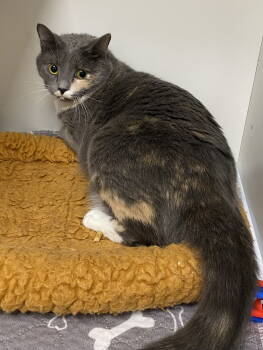 Rescue Domestic Short Hair Cats for Adoption in INDN HBR BCH, Florida - Mayumi NC | PetCurious