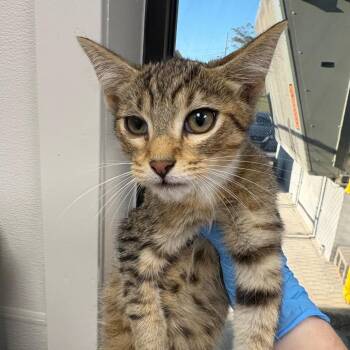 Kasson -  Domestic Short Hair Cat for Adoption in Columbiana, Alabama - Kasson | PetCurious
