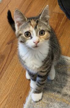 Gloria -  Domestic Short Hair and Calico Cat for Adoption in Allentown, New Jersey - Gloria | PetCurious