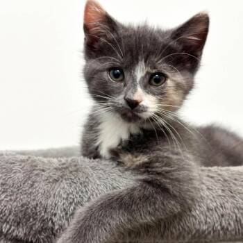 Domestic Short Hair Cats Available for Adoption in Eagle Mountain, Utah - Nebula Jessup | PetCurious