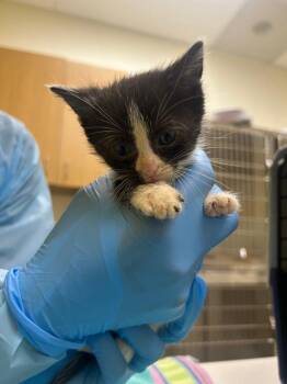 Telegonus -  Domestic Short Hair Cat for Adoption in Raleigh, North Carolina - Telegonus | PetCurious